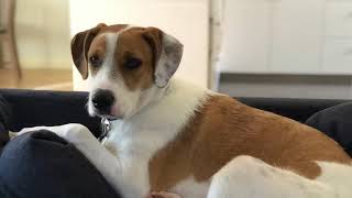 Beagle Labrador
