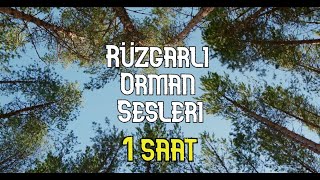 Rüzgarlı Orman Sesleri 1 Saat Rahatlamak İçin Doğa Sesleri