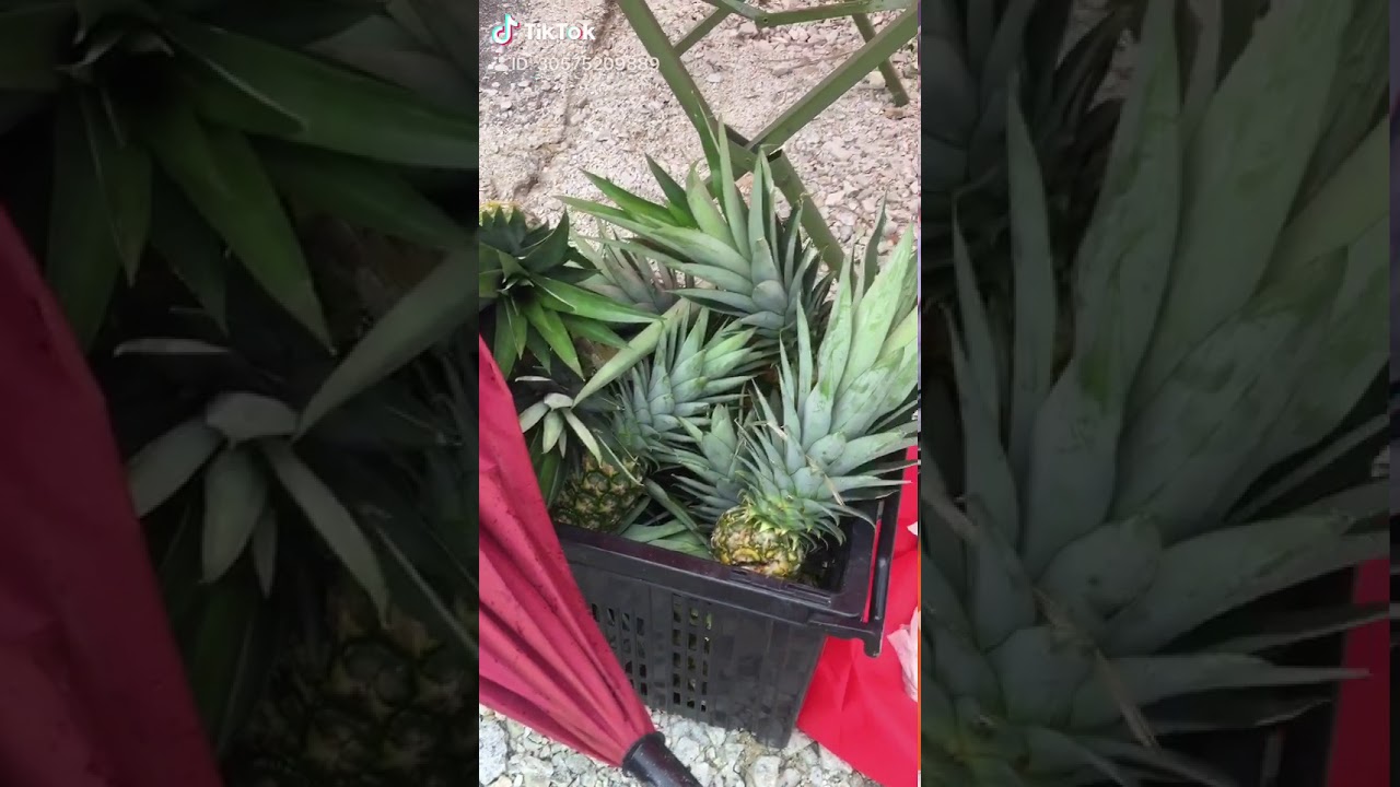 nanas madu md2 29 