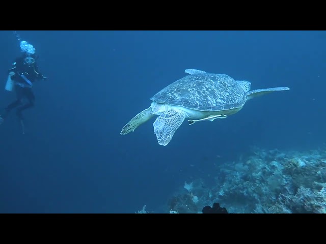 Underwater Pulau Kapoposang