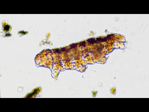 How To Find Water Bears