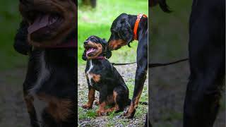 Gordon Setters Revealed: Noble Canine Companions Explored #Dogs #dogfacts  #Gordonsetter