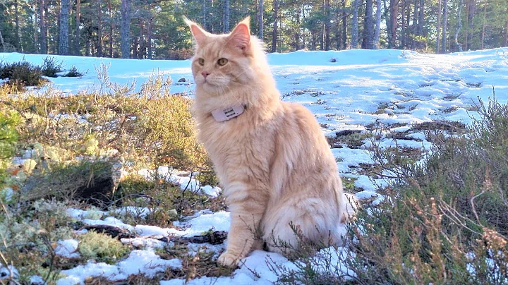 Watch the video about Maine Coon Cat on Forest Adventure - End of Winter