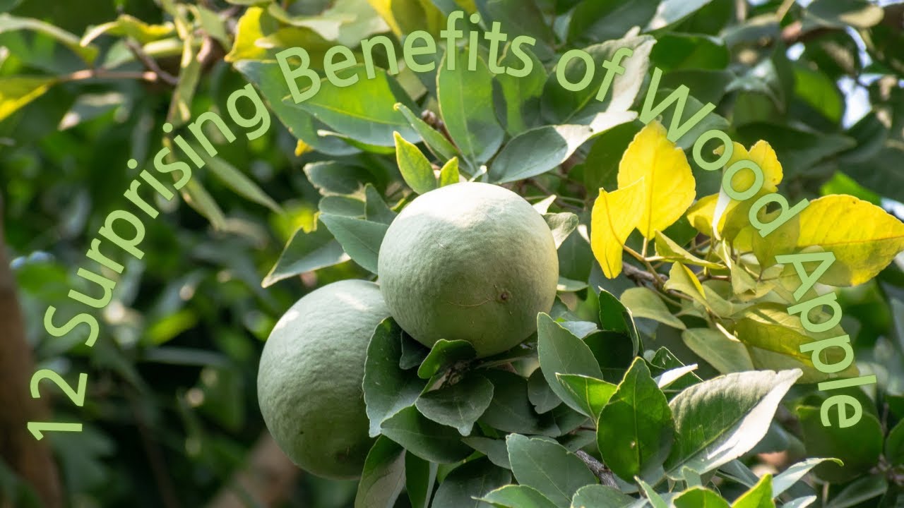 12 Surprising Benefits of Wood Apple YouTube