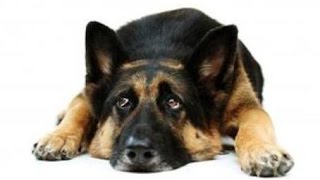 Собака бывает кусачей только от жизни собачей Собака бывает кусачей только от жизни собачей