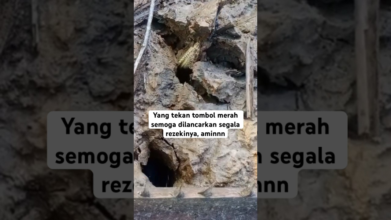 Mancing belut dapat ular 