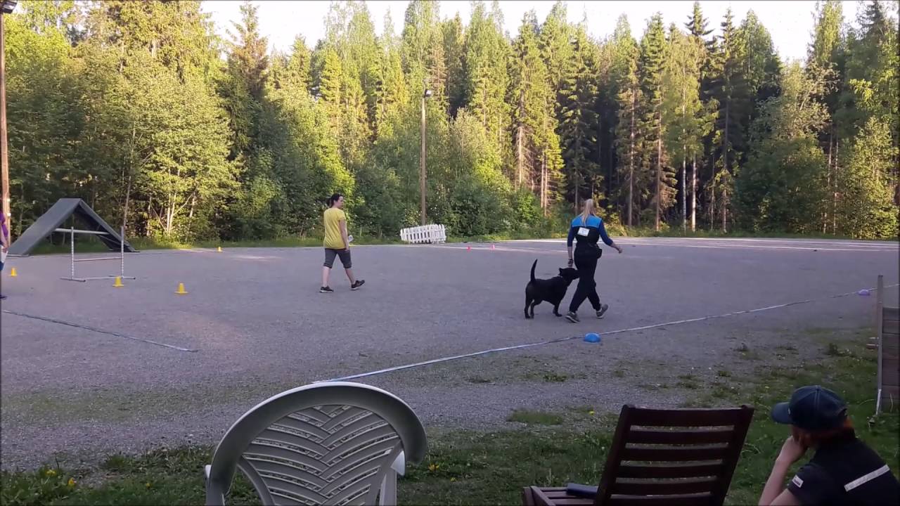 TOKO ALO 31.05.2016 - Marley labradorinnoutaja