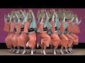うっとり見とれてしまう Awaodori「うずき連」舞台 はな・はる・フェスタ2015 傑作選❕