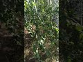 Вояж по Алтайскому краю на велосипеде 1.3. В Новосибирской области.
