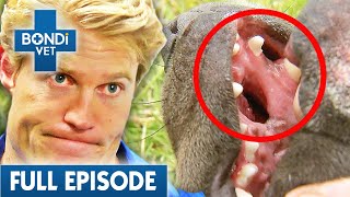 Gaping Holes in Deformed Rescue Puppy's Mouth  | Best of Bondi Vet Ep 1 | Bondi Vet Full Episodes