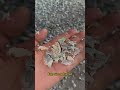 Single Shaft Plastic Shredder Processing Large Plastic Lumps | Uniform Output