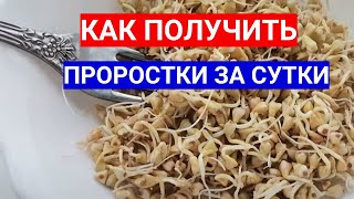 Получила Ростки В Банке Всего За Сутки -  Простая Схема Вырастить Микрозелень Дома