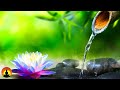 Relaxing Music, Meditation, Healing, Sleep Music, Calm Music, Spa, Zen, Study, Sleep, Relax, ☯3612