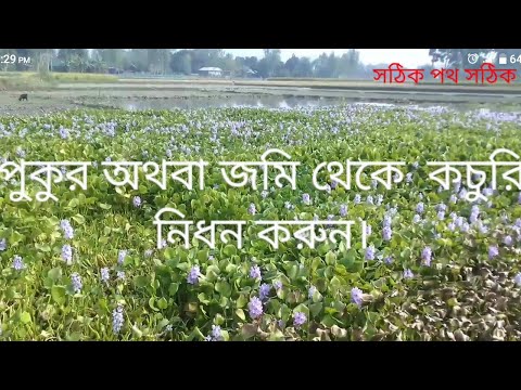 ভিডিও: বিভিন্ন পদ্ধতি ব্যবহার করে পুকুর পরিষ্কার করা