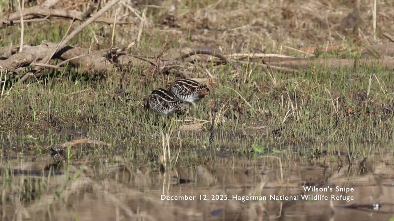20251212 Wilson's Snipe 1