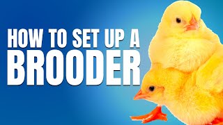 How To Set Up a Brooder For Chicks
