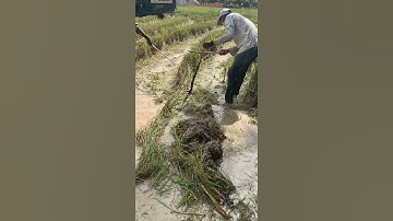 Find Snake When Rice Harvest at Field