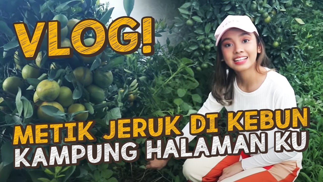 VLOG METIK JERUK DI KEBUN KAMPUNG HALAMAN KU TANAH KARO MEDAN! MANIS, SEGER, DINGIN!