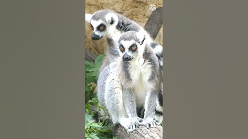 Lemur