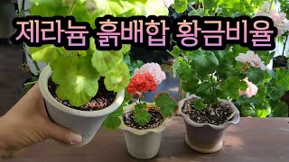 [4K] 제라늄 분갈이 흙 나만의 흙배합 황금레시피, 식재할 토분에 따른 제라늄 흙배합 이렇게 해보세요 #pelargonium #제라늄