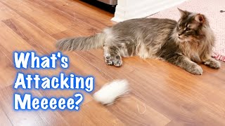 Noodle Nonsense: Tiger's Unconventional Toy Obsession by Born 2b Fluffy 105 views 11 days ago 1 minute, 22 seconds