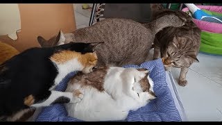 猫の新しい仲間は抱き枕！気づかずにいるとハプニング発生！