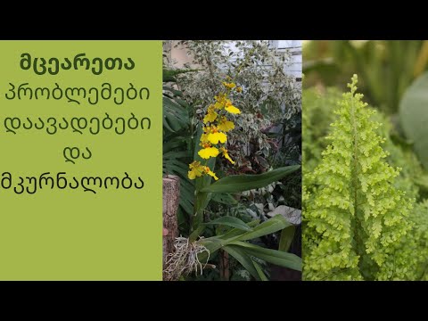 რატომ ჭკნება მცენარე -პრობლემები და მკურნალობა