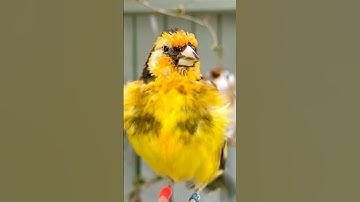 Carduelis - major goldfinch @Daoud Kasouh #birds #nature #bird #carduelis