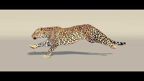 Leopard Run Cycle Animation