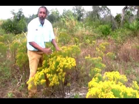 Video: What Is Flat Top Goldenrod: Tips for dyrking av gressbladede Goldenrod-planter
