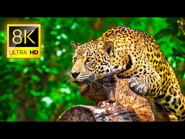 Ultimate Wild Animals Collection in 8K ULTRA HD / 8K TV class=