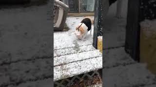 Puppy Sees Snow For First Time