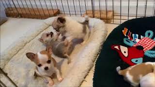 Chihuahua puppy personalities