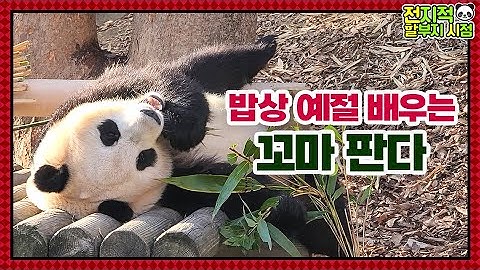 (SUB) Breaking Habit Of Kid Panda Sitting The Other Way Round And Eating│Panda Family🐼