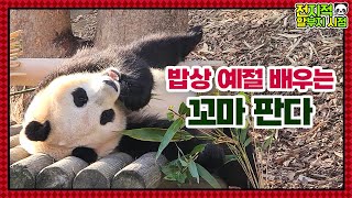 (SUB) Breaking Habit Of Kid Panda Sitting The Other Way Round And Eating│Panda Family🐼