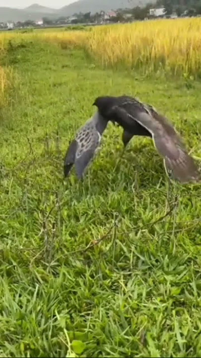 Pikat Burung Ayaman Sawah #shorts