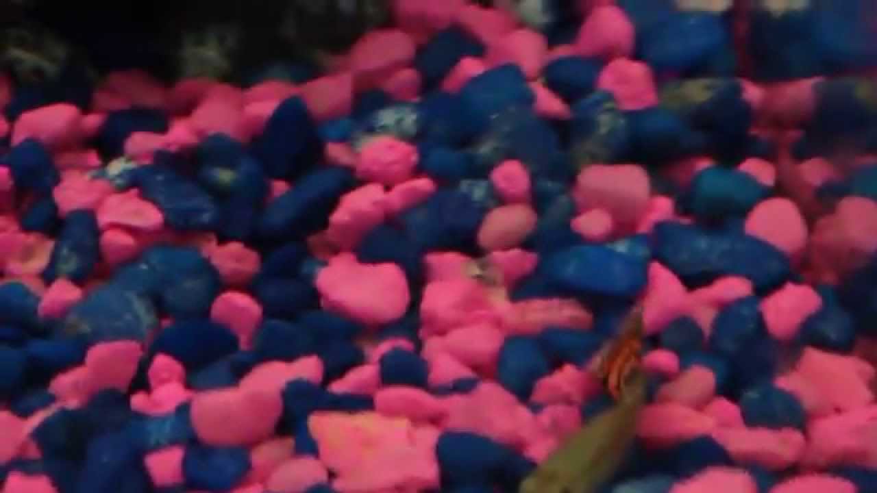 insects picture Tiger, My Cobra Guppy, Passed Away