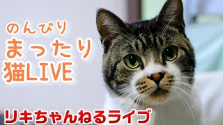 【猫ライブ】カウントダウン年越しライブ☆今年も一年ありがとう♪来年もリキちゃんねるをよろしく☆EOSR撮影☆Cat live Broadcasting