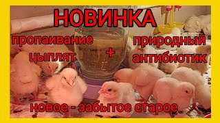 Пропаивание цыплят с первых дней жизни. Природный антибиотик Лозекорм. Новое - хорошо забытое старое