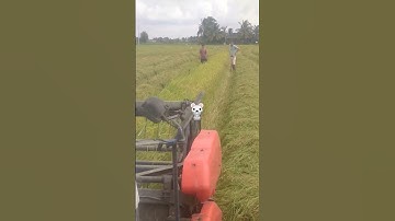 xong mùa lúa.anh em tập trung bắt chuột 🤗#shorts#shorts video #shorts videos #xuhuong 2023#may