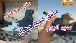 شتريت طيور عجيبه ع العالم صيد ايراني كوبي