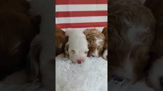 Multigenerational Mini Goldendoodle Puppies 🐶 #minigoldendoodle #puppies #goodmorning #fyp #fy