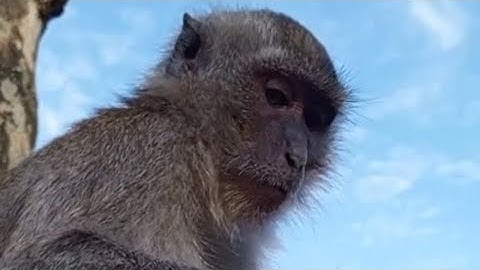 monkey monyet lucu bikin ngakak gokil rendem parah, 🤣#masukberanda #monkey #lucu #ngakak #funny