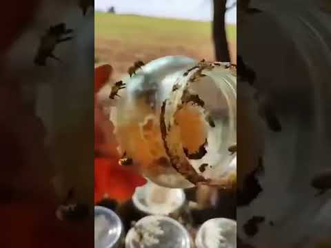 زجاج انتاج العسل بديل الخلايا