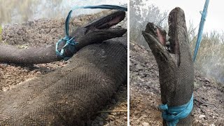 Scientists Were Baffled When They Found These ENORMOUS Pythons After A Forest Fire!