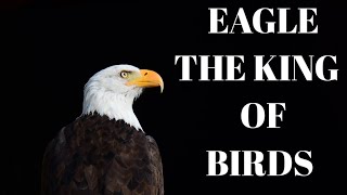 Golden Eagle_ Master Of The Sky\/ Free Documentary Nature #eagle