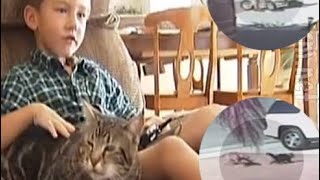 Cat saves boy from dog attack (Savage CAT)