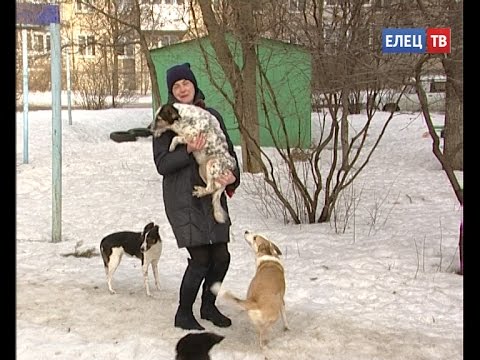 Как гуманно решить проблему бездомных животных