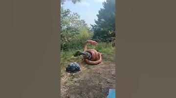 Python vs Gator!😳Big snake killing alligator|#shorts