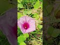මේ මලේ නම් මොකද්ද...? #shorts #travel #nature